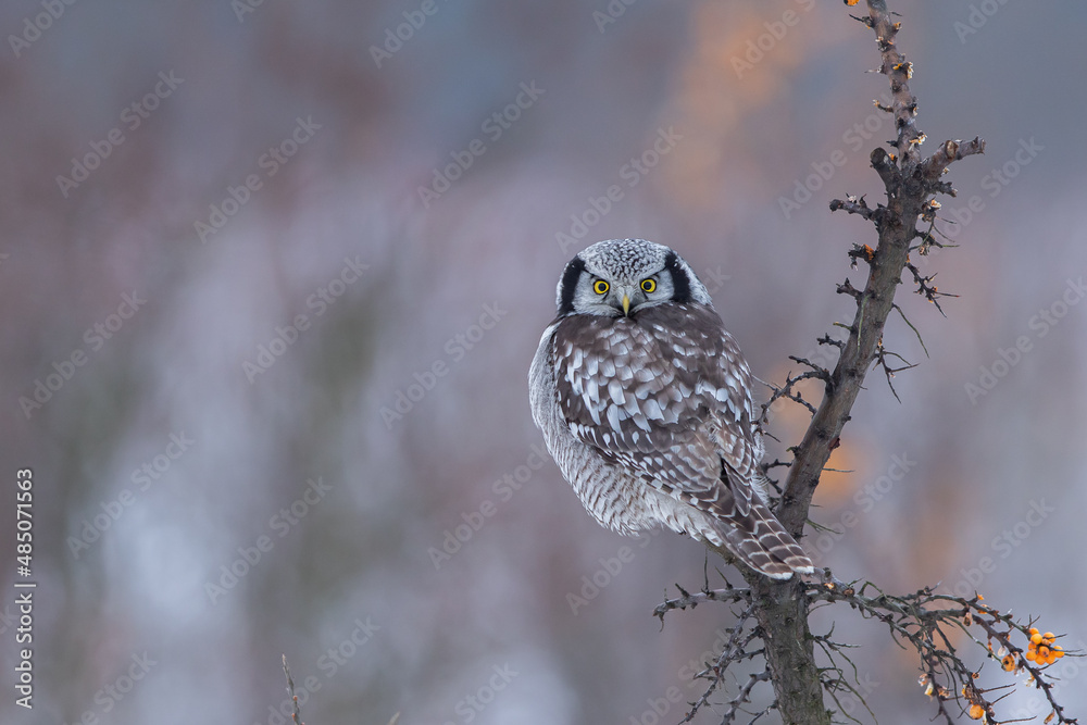 Sowa jarzębata / Northern Hawk Owl (Surnia ulula) - obrazy, fototapety, plakaty 