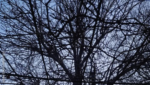 View of sky as a background to geometry of tree branches. Abstract picture.
