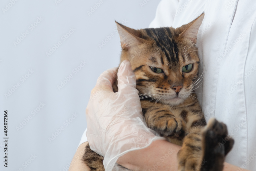 An upset cat in the arms of a veterinarian. The animal doesn't like it. The concept of visiting a veterinary clinic. There's room for text