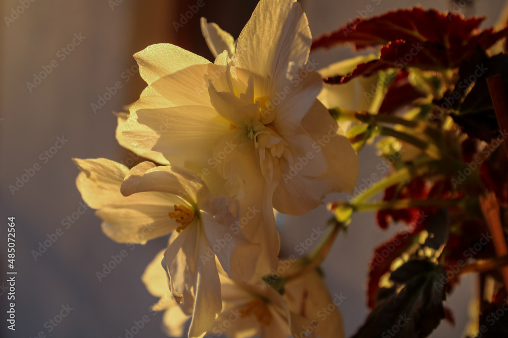 Blüte Blüte
