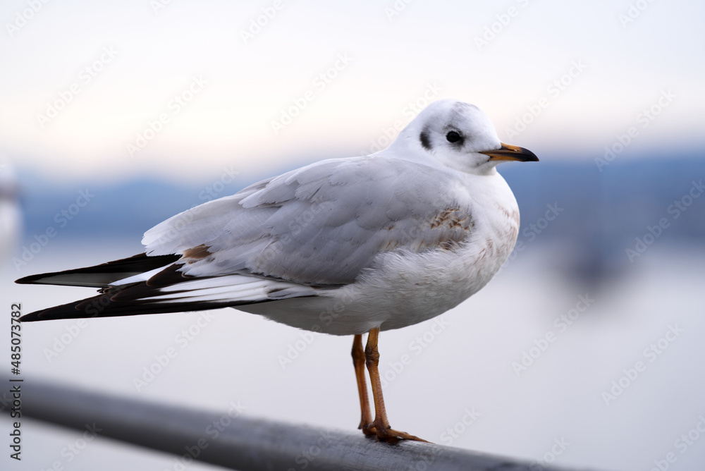 Obraz premium Close-up of seagull at border of Lake Zurich on a cloudy winter afternoon. Photo taken February 3rd, 2022, Zurich, Switzerland.