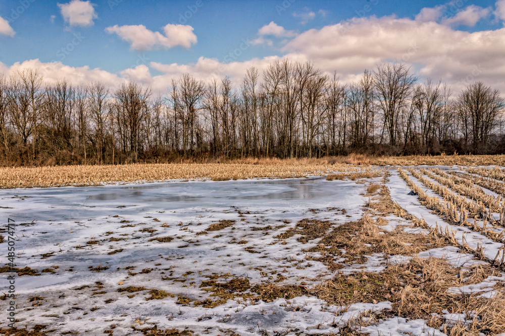 Frozen pool of water in the middle of a corn field.