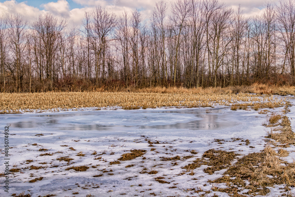 A frozen pool of water in the middle of a corn field.