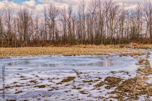 Obraz na płótnie A frozen pool of water in the middle of a corn field. w salonie