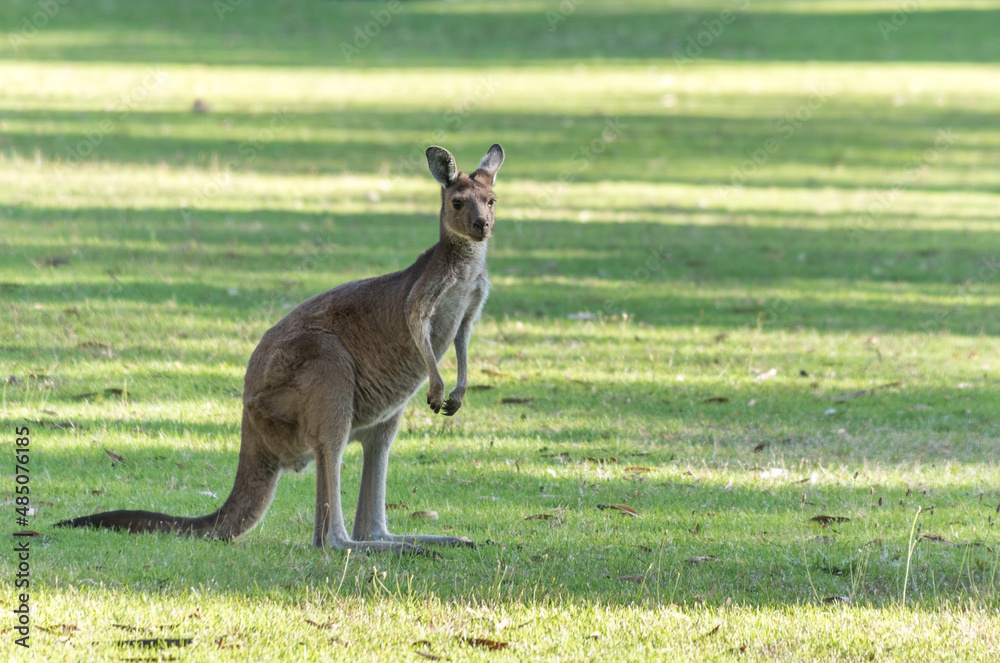 Fototapeta premium A juvenile Eastern Grey Kangaroo in a grassy field, in South Australia 