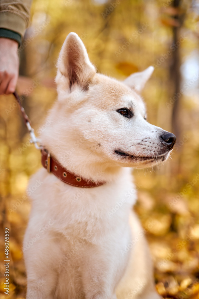 puppy teenager dog of japanese breed akita inu with long white fluffy coat standing outdoors in autumn park on summer sunny day, on a leash. pet, animal cocnept puppy teenager dog of japanese breed akita inu with long white fluffy coat standing outdoors in autumn park on summer sunny day, on a leash. pet, animal cocnept