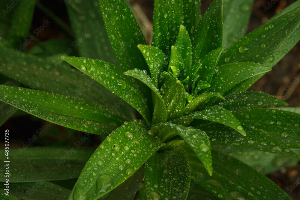 Lily leaves with dew drops. Close-up. Small depth of field (DOF) Lily leaves with dew drops. Close-up. Small depth of field (DOF)