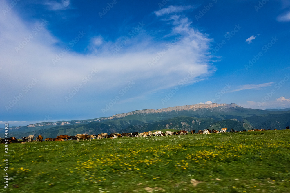 Obraz premium The high-mountain road to the tract of Jily-Su. Caucasus. Kabardino-Balkaria. Russia.