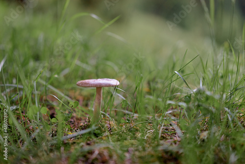 Forest scene. Mushroom on the ground.