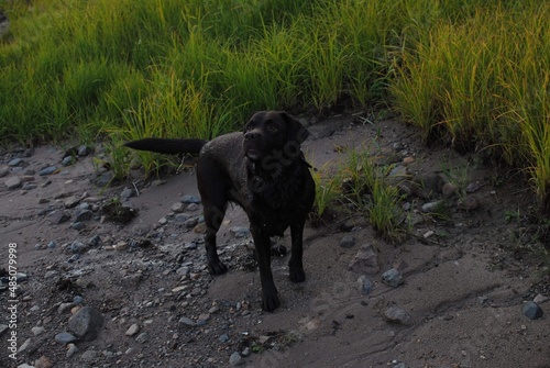 black labrador dog running in water