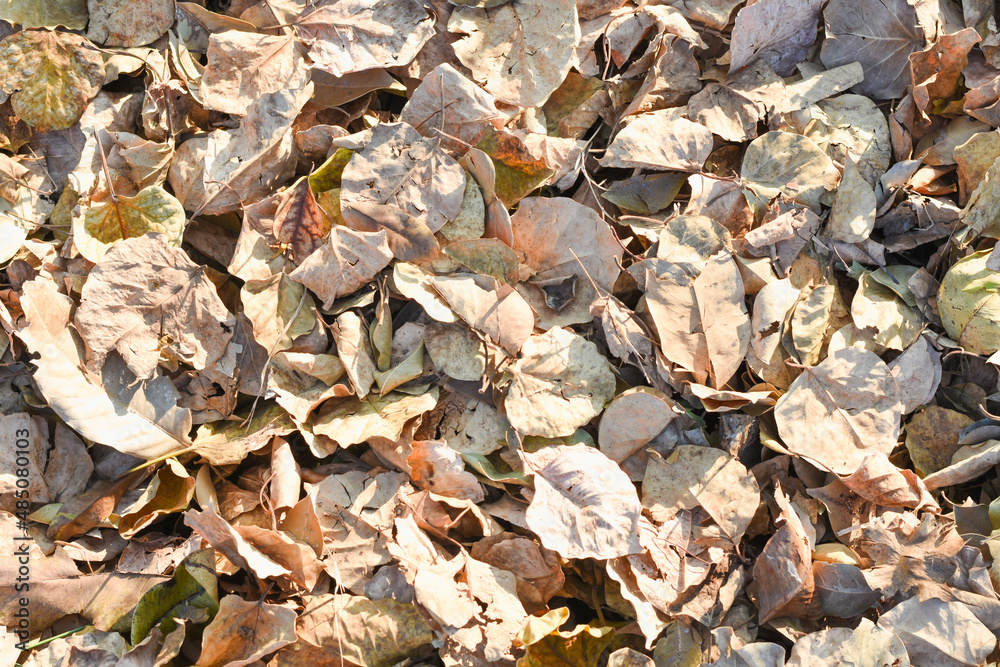 dry leaves on brown forest soil background