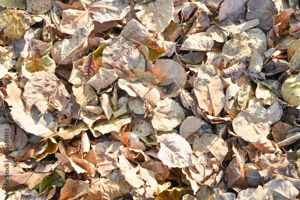 dry leaves on brown forest soil background dry leaves on brown forest soil background