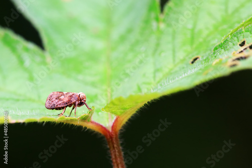 Hemiptera wax Cicadellidae insects on wild plants, North China © zhang yongxin