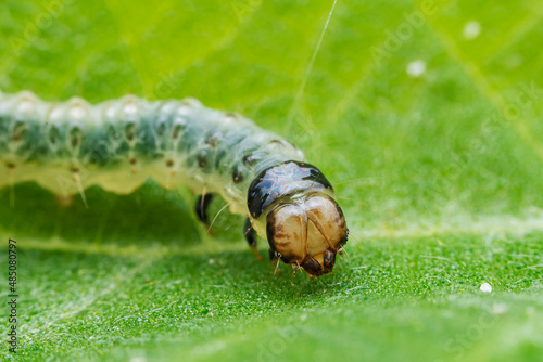 Lepidoptera larvae in the wild, North China