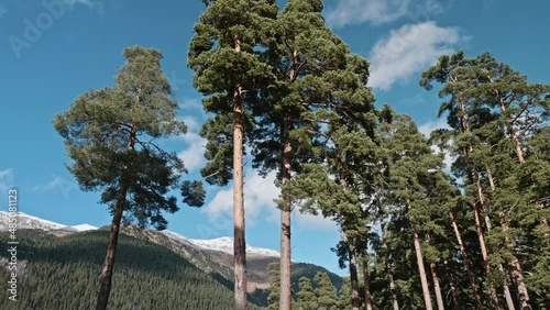 Low angle view of tall pines and Arkhyz mountains. White clouds float in blue bright sky.