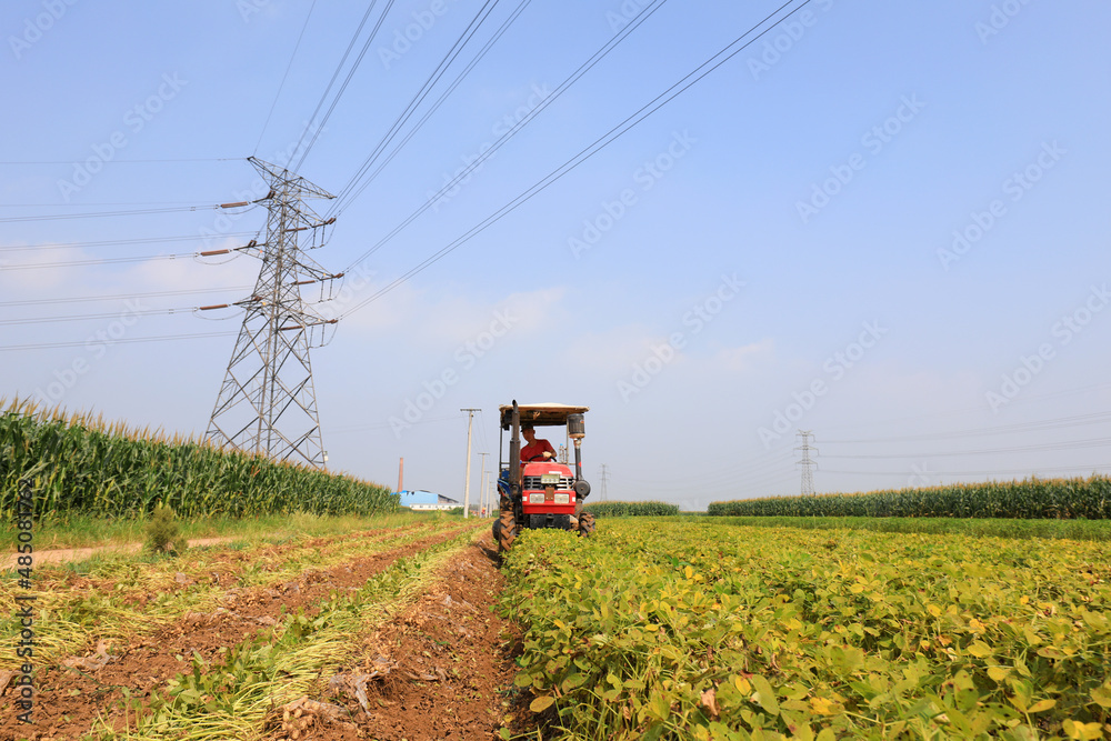 farmers harvest peanuts in the fields, North China. farmers harvest peanuts in the fields, North China.