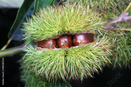 Foto Chestnut outer thorn bud - Chestnut Peng