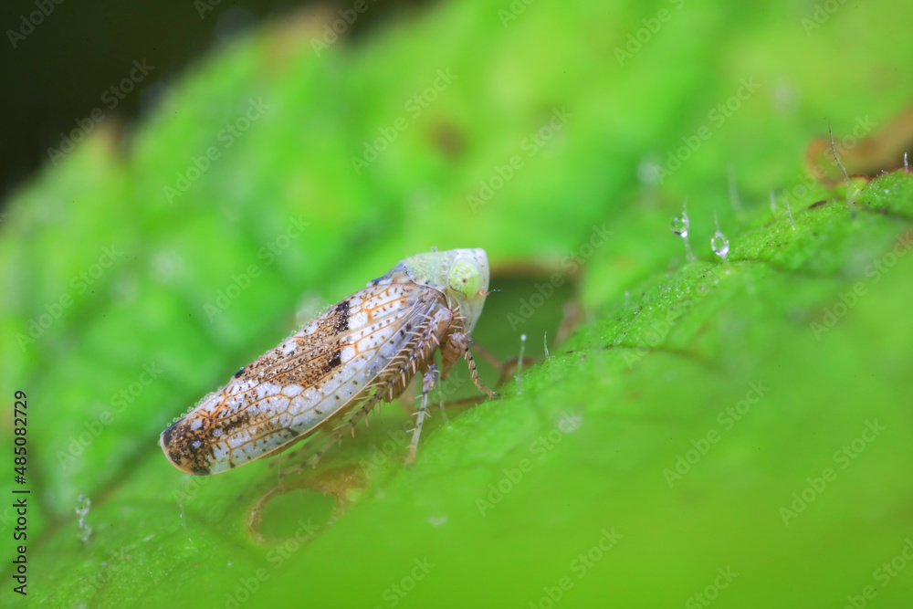 Leaf cicada on wild plants, North China Leaf cicada on wild plants, North China