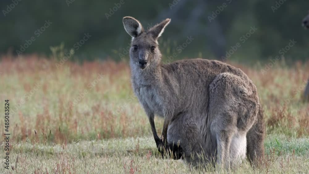 a kangaroo female with a joey in her pouch looks towards the camera at kosciuszko national park in nsw, australia