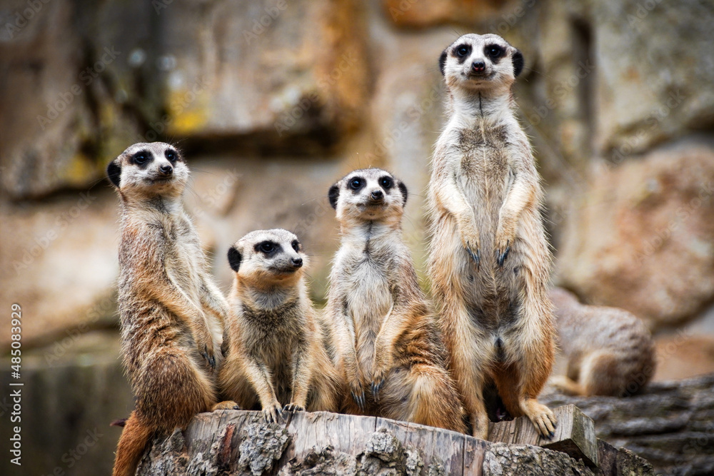 Erdmännchen Familie Erdmännchen Familie