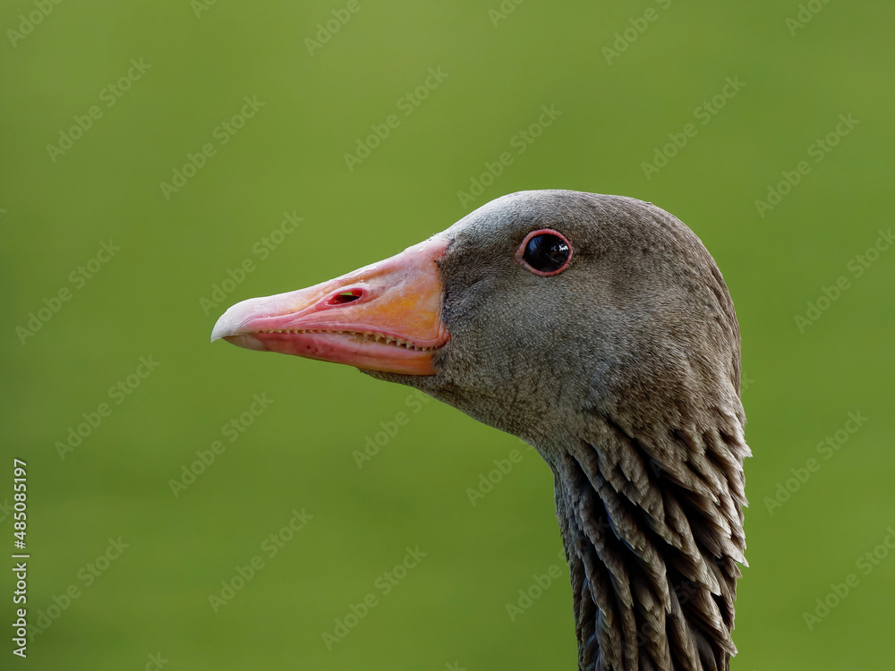 Goose on the River Havel in Brandenburg  Gemany