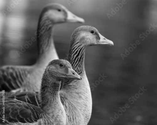 Goose on the River Havel in Brandenburg  Gemany