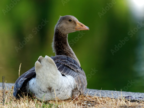 Goose on the River Havel in Brandenburg  Gemany photo