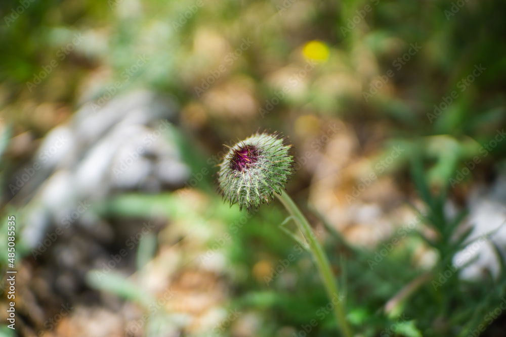 Thistle in bloom Thistle in bloom