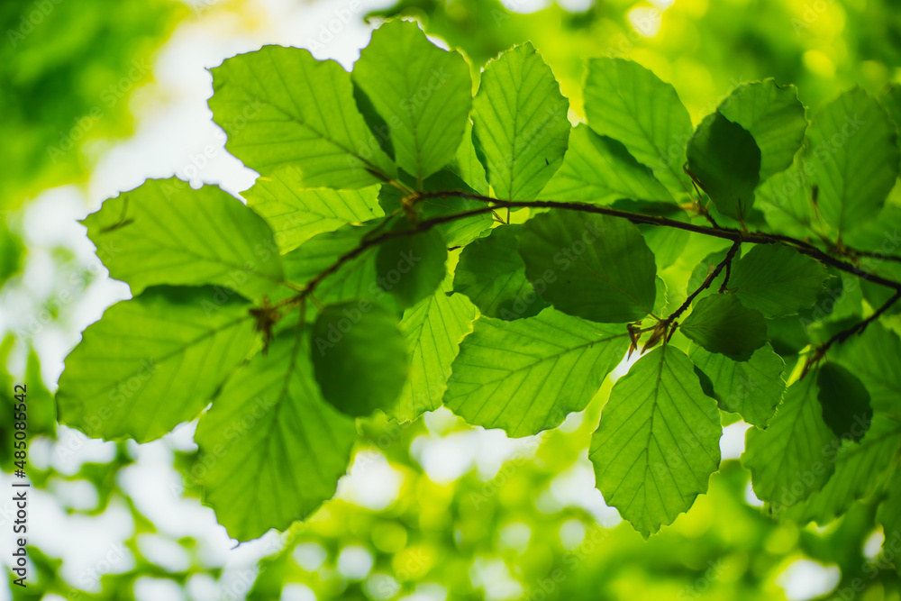 Green leaves background Green leaves background