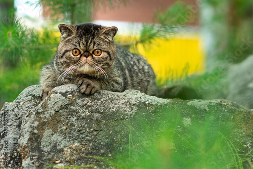 Quadro su tela A cute brown tabby cat sits exotically on a large gray stone in the park on a summer day