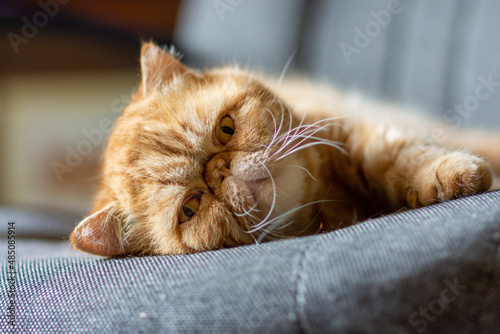 Принти на полотні A beautiful exotic shorthair cat of red color lies on a home chair