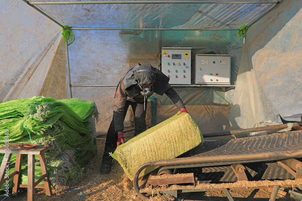 farmers use mechanically processed straw to turn it into cattle feed ...
