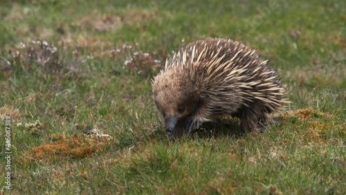 front view of an echidna searching for food in the tasmanian wilderness at cradle mountain national park