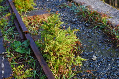 Young Cedar growing by rail in Yakushima