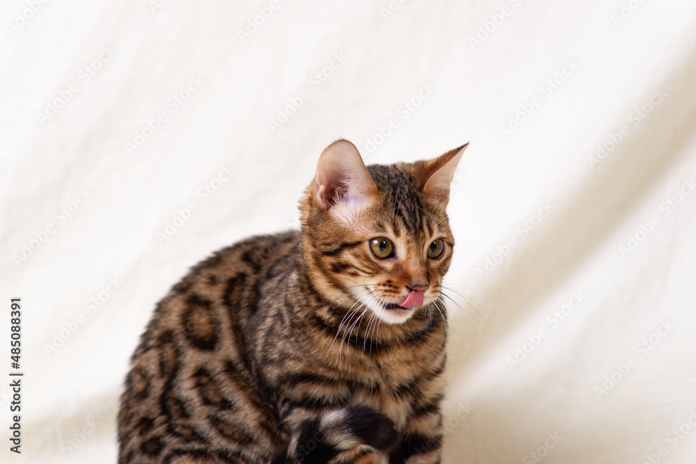 Bengal kitten playing on fabric background