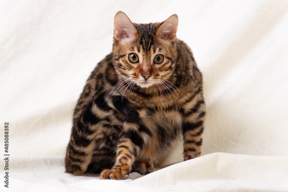 Bengal kitten playing on fabric background Bengal kitten playing on fabric background