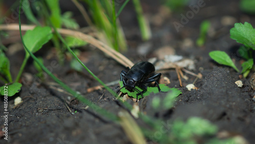 Blaps halophila, of the family Tenebrionidae. Central Russia. © Elena Volgina