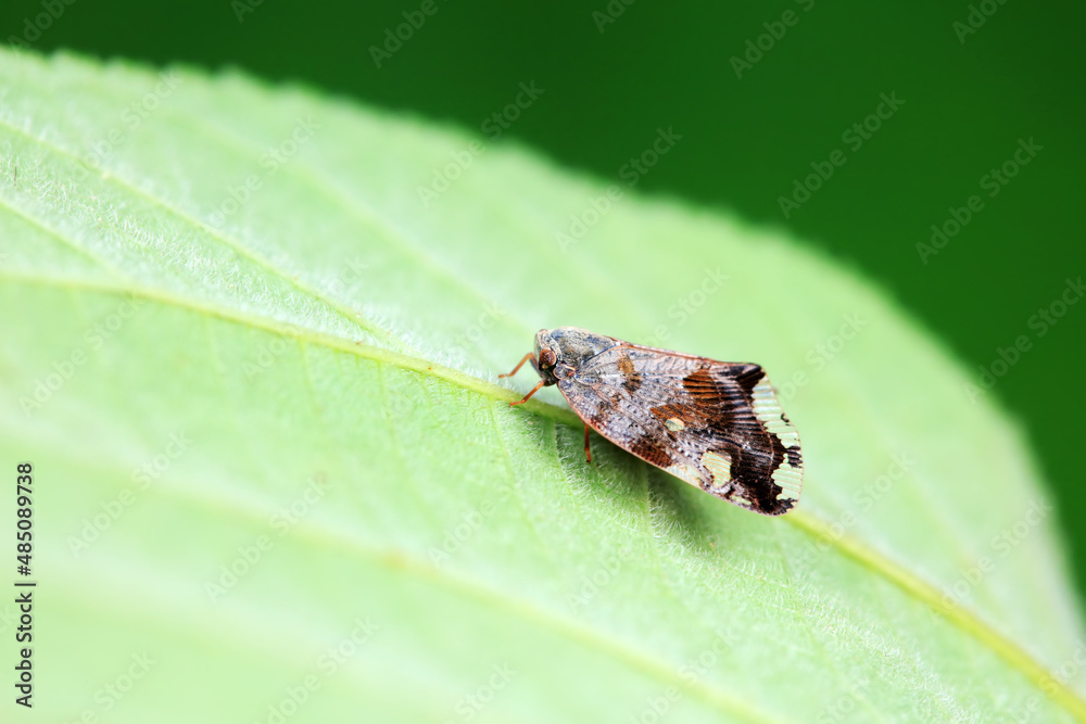 Hemiptera wax Cicadellidae insects on wild plants, North China Hemiptera wax Cicadellidae insects on wild plants, North China