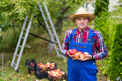 Seasonal summer fruit harvesting. Handsome apple gardener in hat and uniform.