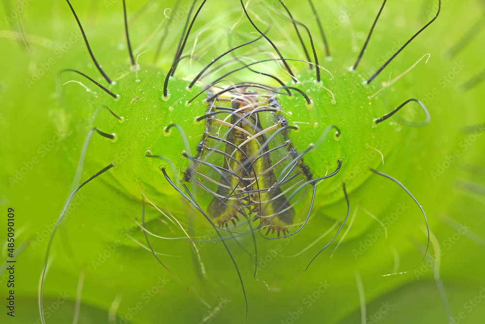 Lepidoptera larvae in the wild, North China Lepidoptera larvae in the wild, North China