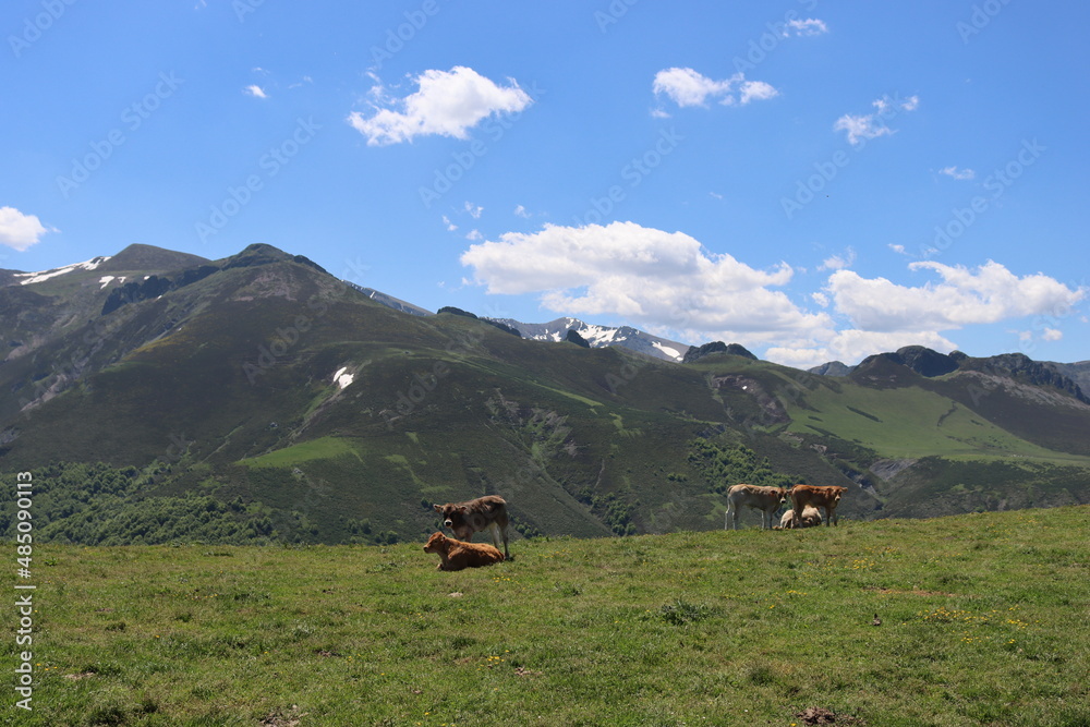 Fototapeta premium beautiful cows eating green grass feeding to give milk and meat