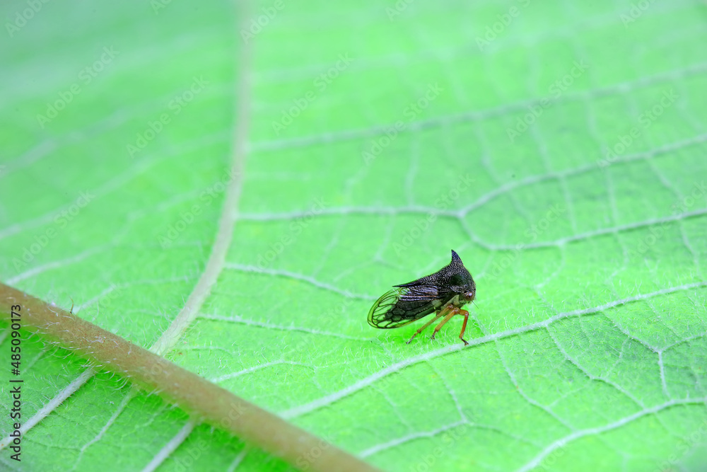 Leaf cicada on wild plants, North China Leaf cicada on wild plants, North China