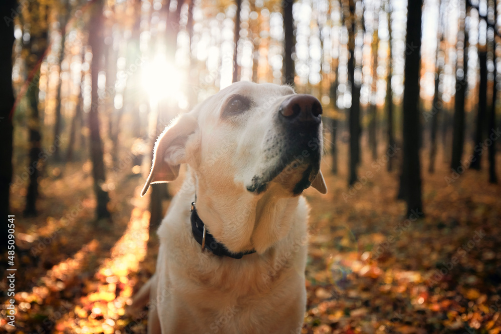 Portrait of dog in autumn forest. Old labrador retriever looking up during beautiful sunrise.
