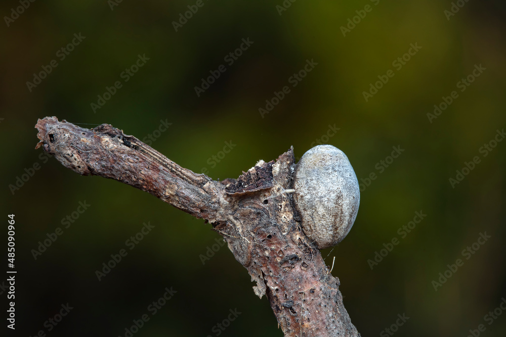 Insect cocoon shells on wild plants, North China Insect cocoon shells on wild plants, North China