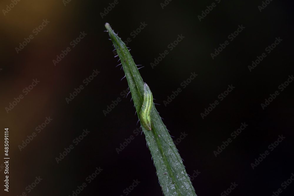 Flies on wild plants, North China Flies on wild plants, North China