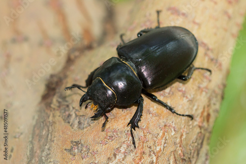 The European stag beetle (lat. Lucanus cervus), of the family Lucanidae. Female. Central Russia.