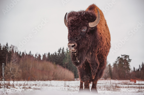 Fotobehang a bison stand on the field at winter with the sky on the background