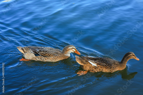 Two ducks swim in the cold river for food, North China