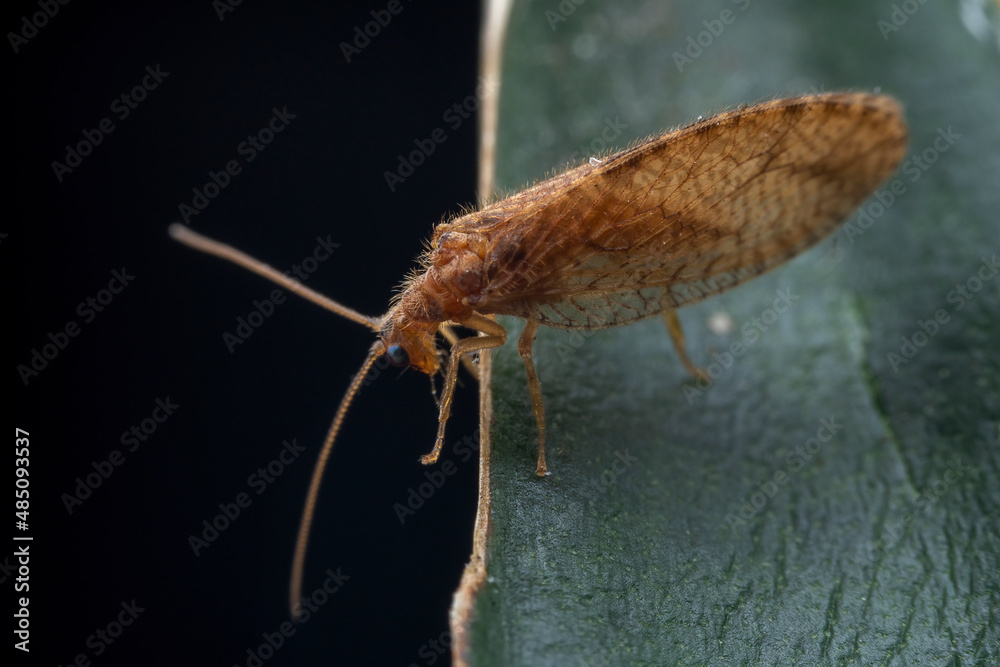 An insect called brown lacewing is on a black background in North China An insect called brown lacewing is on a black background in North China