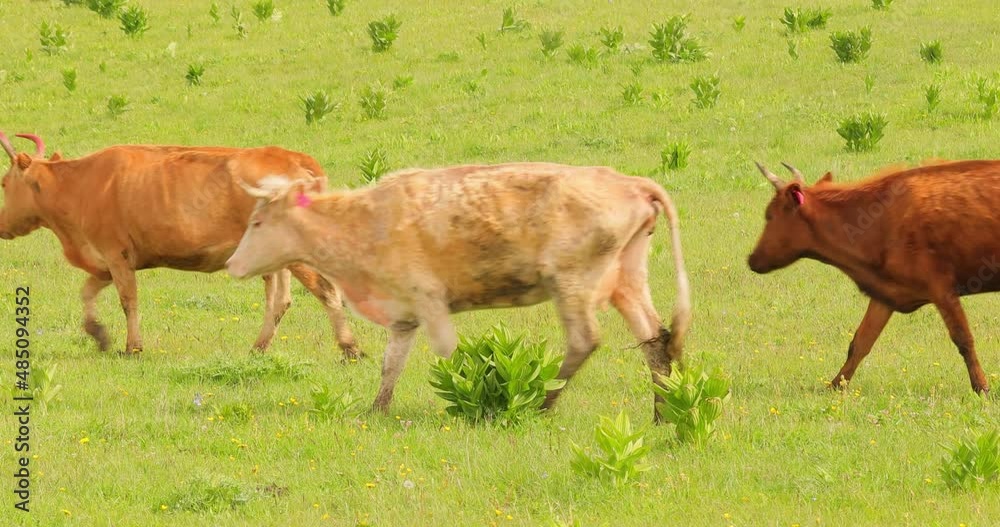 Cows together grazing in a field. Cows running into the camera. Cows together grazing in a field. Cows running into the camera.
